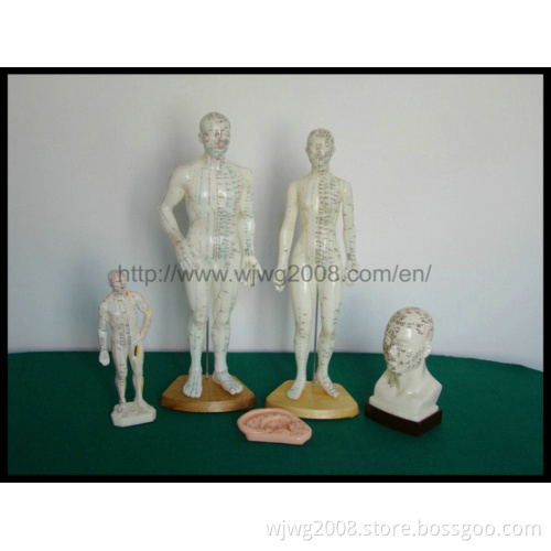 Human/ Head / Ear Body Acupuncture Model